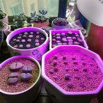 8 W - BASIC LED GROW žiarovka na všetky rastliny, E27, SMD 2835, fialová